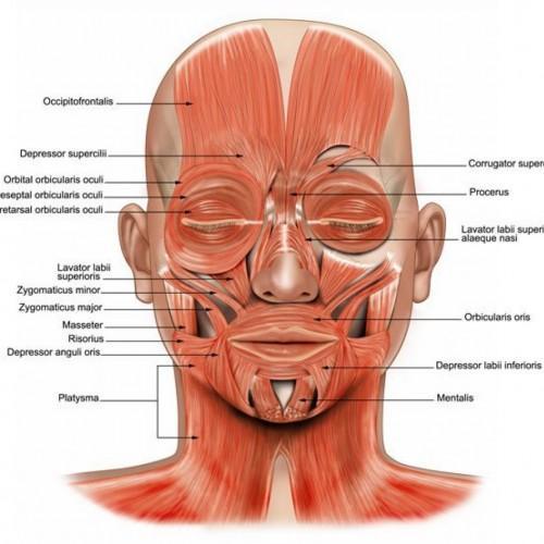 Muscles of Facial Expression & Mastication Elevates and lowers mandible. Its origin is in the cheek bone and its insertion, attached to the mandible. 1.