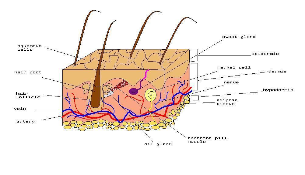The Structure of the Skin: The skin is composed of the following layers: 1. Epidermis - superficial layer of stratified epithelium 2.