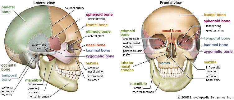 Bones of the Cranium, Bones of the Face: Muscles of the Head and Shoulder Girdle: Muscles are what give each face its characteristic