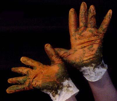 Figure 73: White latex gloves after applying henna Always wear gloves! Henna and indigo will stain your skin.