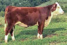 Polled Hereford Farms Five Star Polled