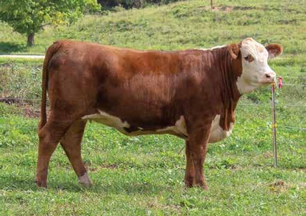 FIVE STAR POLLED HEREFORDS 27 5STAR A07 EVERLEIGH 723 28 5STAR 9001W BETHANY 726 P43836966 Calved: Sept. 12, 2017 Tattoo: RE 5723 P43840563 Calved: Sept.