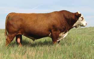 FIVE STAR POLLED HEREFORDS Lot 31 THM 9360 Lady 2007 AHA GE EPD 31 THM 9360 LADY 2007 {DLF,HYF,IEF} P43253595 Calved: Sept.