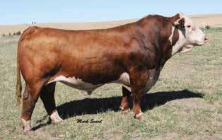 WESTFALL POLLED HEREFORD FARMS 45 JW 755T P32 VICTORIA C33 P43680890 Calved: Sept.