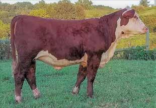 05 (P); BMI$ 21; BII$ 18; CHB$ 27 Maybe our favorite combination with Supreme and Headliner. She is well made with a load of cow power. Pasture exposed May 8 to Sept. 1, 2018, to G Uptown 10Y 652.