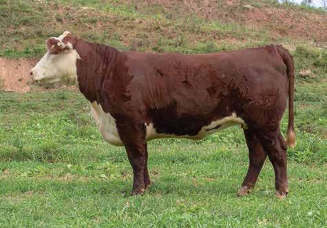 HAUGHT BROTHERS Lot 19 H A07 Dorrie 651 19 H A07 DORRIE 651 P43735638 Calved: Sept.