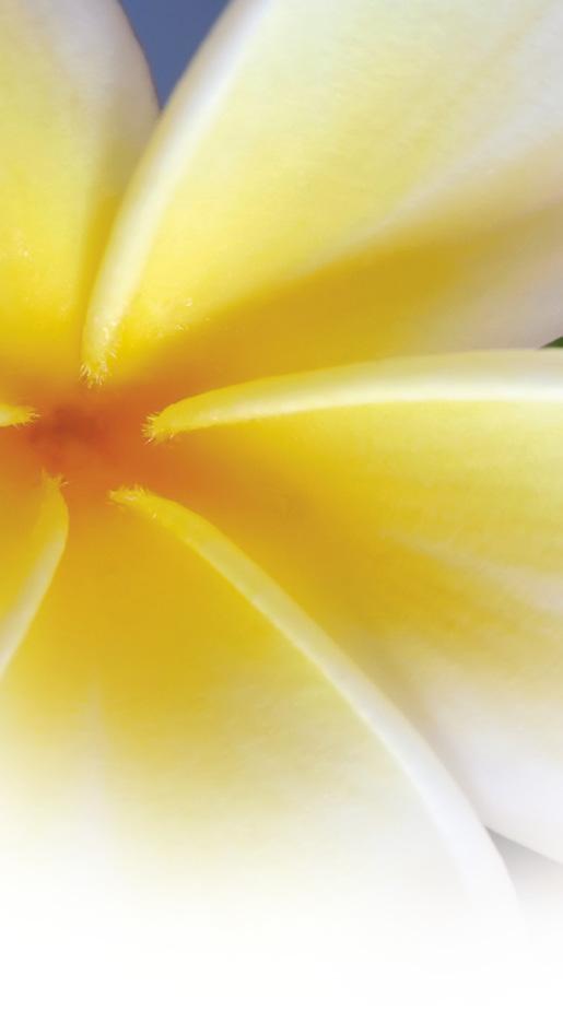 bedew The Tahitian tiare flower is a spectacular gardenia, long believed to have healing properties along with its hypnotic, captivating aroma.