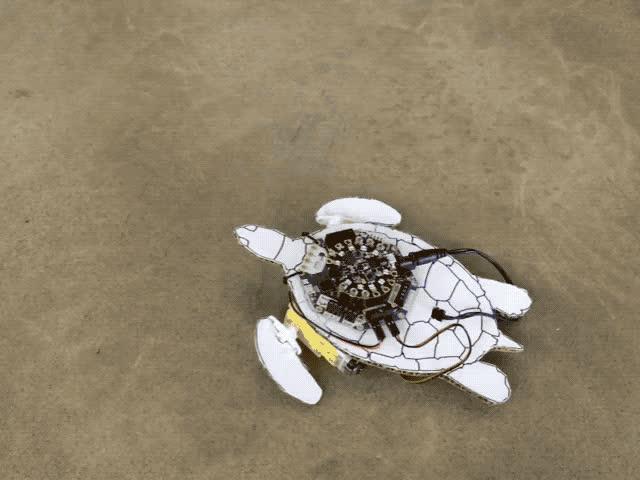 Overview Save the Wee Turtles The plight of baby sea turtles (https://adafru.