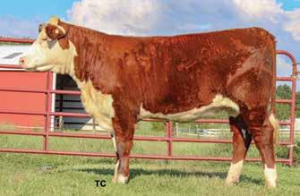 {SOD}{DLF,HYF,IEF} KCF MISS 774 L82 7.5 1.9 66 101 21 55 102 1.40 1.30 0.025 0.63 0.29 25D is a really nice heifer who should make a very productive cow.