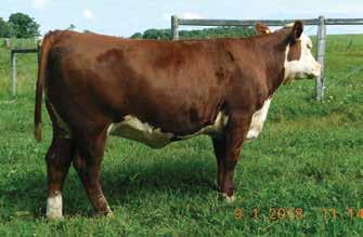 07 Miss Grand Star 541 is a three-year-old Victor Boomer cow with a fancy heifer calf by her side. You can see, first hand, what she can do in the pasture field.