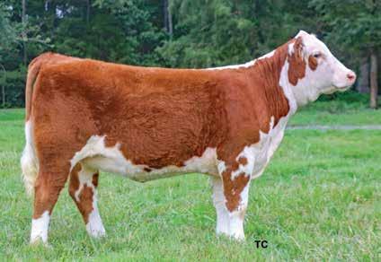 BUYER S CHOICE 20A OR 20B Lot 20A OCFV Tinkerbelle 804F ET 20A OCFV TINKERBELLE 804F ET P43938519 Calved: March 9, 2018 Tattoo: LE 804F/RE OCFV CS BOOMER 29F {SOD}{CHB}{DLF,HYF,IEF} CRR ABOUT TIME