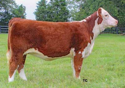 VIVI 803F ET P43938511 Calved: March 9, 2018 Tattoo: LE 803F/RE OCFV CS BOOMER 29F {SOD}{CHB}{DLF,HYF,IEF} CRR ABOUT TIME 743 {SOD}{DLF,HYF,IEF} THM 7085 VICTRA 9036 {DLF,HYF,IEF} P42797564 CRR D03
