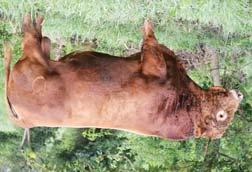 2015 Route 66 Road to Success Sale REFERENCE SIRES NAME REG NUMBER COLOR HPS BREED SIRE RED ANGUS SIRES BROWN JYJ REDEMPTION Y1334 1441805 Red Polled PB AR BECKTON NEBULA P
