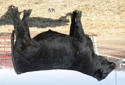 57 98 65 Catwalk is a solid black 1/2 blood heifer bred to our RWF GCF Mr Amigo son that bred early up in the exposed date & also has met all