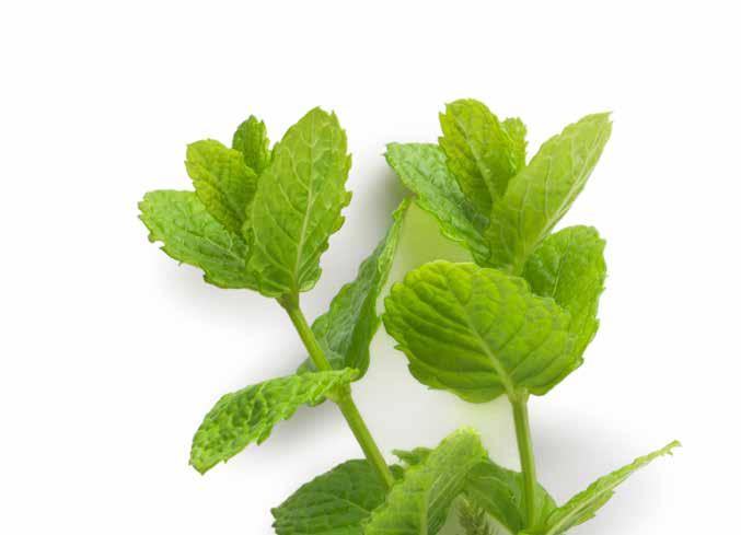 sensorial mint / the revitalising regime with organic mint The freshness of mint for hair and body.