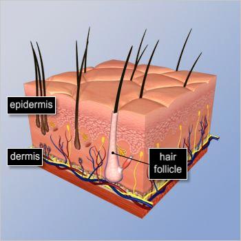 Clinical Laser Unit Introduction Hair loss can often be an undesirable aspect of life.