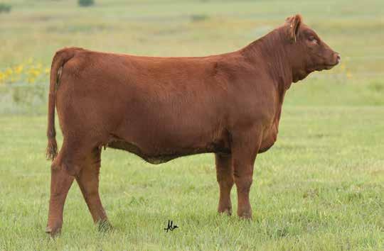 The Stony Cow Family LOT 8 Here is a trio of females are full sisters in blood to the $60,000 1/2 Interest C-Bar Legit, the high selling bull in the 2018 C-Bar Ranch Bull Sale this past March.