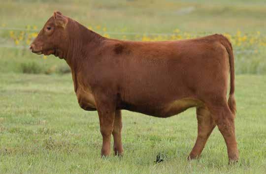 The Stony Cow Family LOT 11 5L Independence - Sire of Lots 11 & 12 Stony W909 has been a staple in the donor pen and there is no denying the impact that she has had, as well as the matrons that have