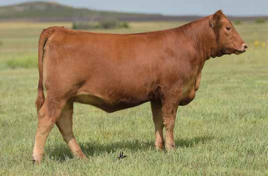 By combining the chart topping carcass and calving ease focused 5L Independence with the maternal stability and easy fleshing body type of the great Mulberry daughter, W909, it has yielded an