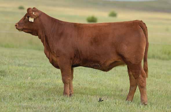 The Stony Cow Family LOT 13 169 68% 13 RED U-2 RECON 192Y RED U-2 RECKONING 149A RED U-2 ANEXA 271Y C-BAR STONY 865F 3/16/18 - Reg: 3942721 - A-100% AR - Tattoo: 865F RED FINE LINE MULBERRY 26P C-BAR