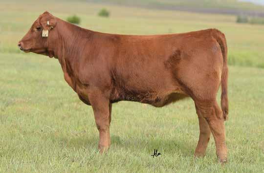 The Stony Cow Family LOT 16 The influence of Mulberry females across the breed is certainly difficult to deny.
