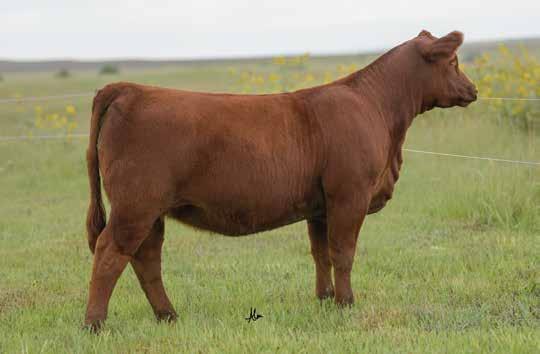 W909, W914 and W928 are the prime example of matriarch females within the C-Bar donor pen.