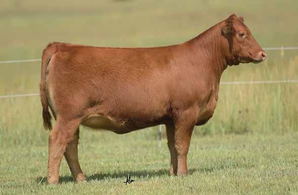The Stony Cow Family LOT 18 Brown BLW Legend A1965 - Sire of Lots 18 & 19 HXC Patricia Rose 102 - Paternal Granddam of Lots 18 & 19 190 28% 18 1/13/18 - Reg: 3942681 - A-100% AR - Tattoo: 818F