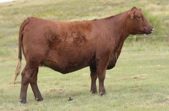 The Abigrace Cow Family LOT 23 Some may argue that this was the most successful flush of females born in the spring of 2017, and we wouldn t dare argue.