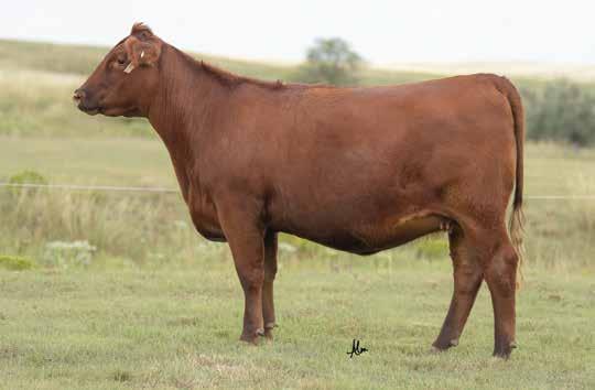 T715 is standout member of the tried and true Abigrace cow family that originated with the $3 Million producing Abigrace L7730!
