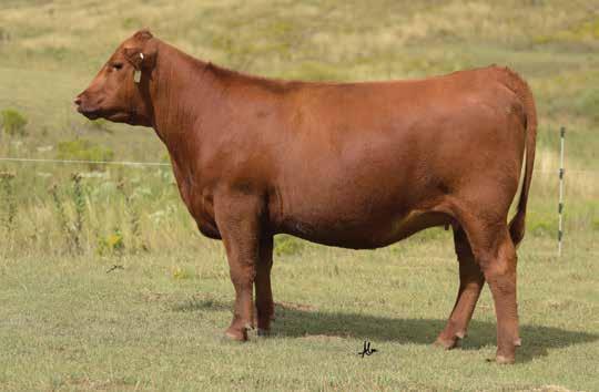 The Abigrace Cow Family LOT 25 5L Independence 560-298Y Sire of Lots 23-26 LOT 26 C-Bar-RJ Abigrace 684D High selling bred heifer 2017 C-Bar Female Sale.