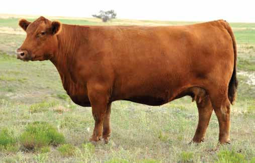 The Abigrace Cow Family 173 66% 27 C-BAR-RJ ABIGRACE 7310E 3/10/17 - Reg: 3746111 - A-100% AR - Tattoo: 7310E C-BAR ANTICIPATION 101W C-BAR ELDORADO 114Z C-BAR STONY W914 74 LJC MISSION STATEMENT P27