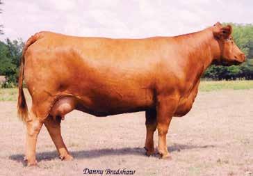 On top off all of the data, his lineage is backed by the strong and maternal cow family, which traces to the fresh and great phenotype producer LLA Georgina 419.