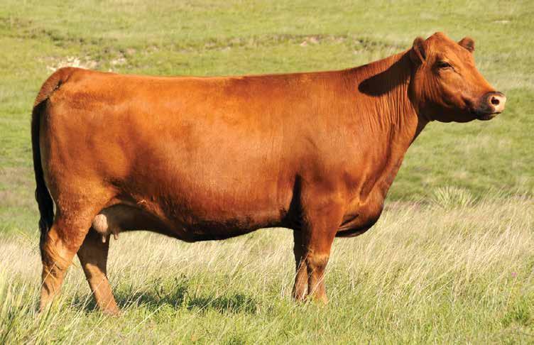 The Abigrace Cow Family C-Bar Abigrace Y11 - Dam of Lot 32 725E is a dynamic bred heifer that is an own daughter of the late Y11.