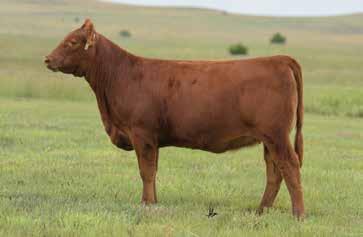 The Abigrace Cow Family C-Bar Abigrace 636D Dam of Lots 33 & 34 3SCC Domain A163 Sire of Lots 33A & 33B Abigrace 636D is a hard working two-year old female that along with her sisters are the future