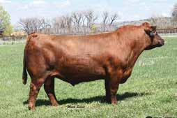 Her presence much resembles a young Y11; as she possesses phenomenal udder quality, rib shape, and fleshing ability, while boasting off the charts data across the board and remaining feminine, and