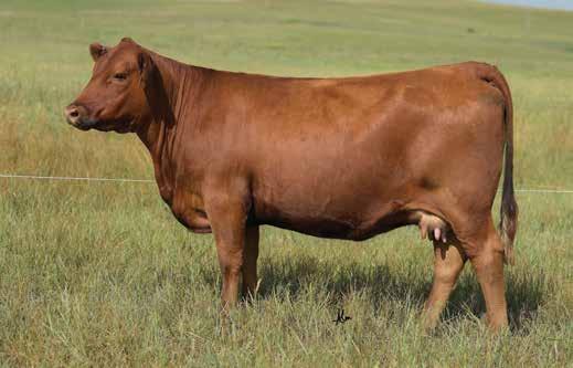 The Abigrace Cow Family C-Bar Abigrace 635D Dam of Lots 35 & 36 5L Bourne 117-48A Sire of Lots 35 & 36 5L Bourne just might offer one of the most impressive phenotypes of any Red Angus bull we ve