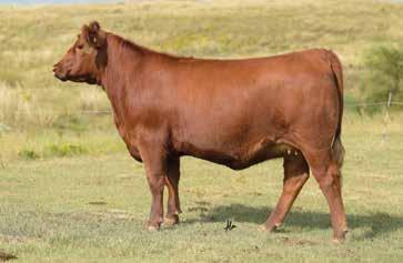 The Abigrace Cow Family An exciting flush of sisters sired by two proven, breed-leading AI sires makes for tremendous buying opportunity.