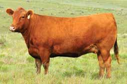 W9100 is the Heritage sired daughter of P7905 that is the direct daughter of the legendary L7730.