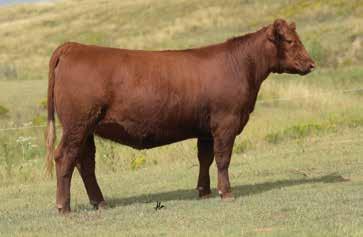 making him the 2017 National Champion Red Angus Bull.
