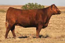 He capped off his career in January of 2018 when he was slapped Grand Champion Red Angus Bull on the hill at he National Western Stock Show in Denver.