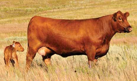 The Abigrace Cow Family 159 80% 53 3/10/18 - Reg: 3942745 - A-100% AR - Tattoo: 8203F RED U-2 RECON 192Y RED U-2 RECKONING 149A RED U-2 ANEXA 271Y C-BAR ABIGRACE 8203F HXC CONQUEST 4405P C-BAR