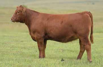 The Abigrace Cow Family 411B is a key player in the donor arsenal and her influence has been and will continue to be felt through future C-Bar events.