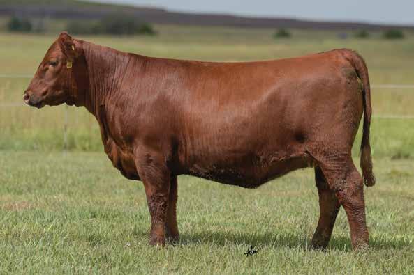 The Abigrace Cow Family LOT 69 189 37% 67 Z7869 is the Conquest sired direct daughter of the great L7730, arguably one of the most influential females the Red Angus breed has ever seen.