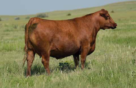The Jolene Cow Family LOT 73 184 45% 73 2/7/17 - Reg: 3743469 - A-100% AR - Tattoo: 714E PIE ONE OF A KIND 352 PIE FAYETTE 1160 C-BAR JOLENE 714E 65 C-BAR CONTOUR 107X JEFFRIES MS JOLINE Z243 BROWN