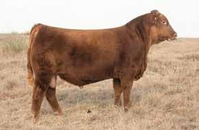When the fall rolled around we knew he had the potential to be a big league AI sire. He was dubbed Big River, and he was as unique of a bull that we have ever raised.