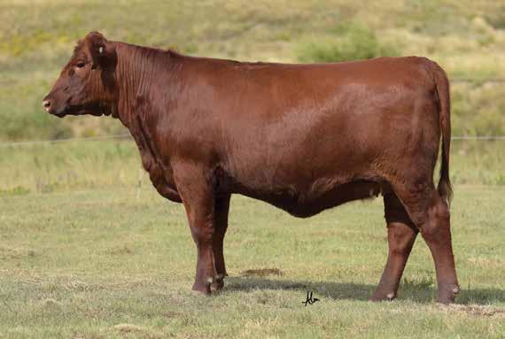 The Jolene Cow Family LOT 81 HXC Jaylo LB136 Dam of Lots 80-82 The foundation of the Jaylo, Jolene, and 502R cow family, LB136 is truly a breed icon and is responsible for countless generations of
