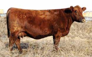 502R is the dam of the impressive $23,000 Patricia Rose at Benji and Lori White s in Oklahoma. Patricia Rose is the dam of Brown BLW Legend, a leading AI sire in the Genex line-up.