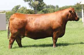 The Jolene Cow Family LOT 83 HXC Patricia Rose 102Y - Full Sister to Lot 83 Brown BLW Legend - Son of Sister to Lot 83 214 4% 83 8/31/17 - Reg: 3942773-2-100% AR - Tattoo: 7360E BECKTON NEBULA M045