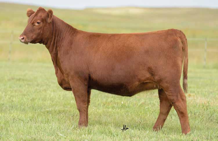 The Mimi Cow Family LOT 84 DAMAR Mimi W085 is a household name within the Red Angus breed and beef industry in general.