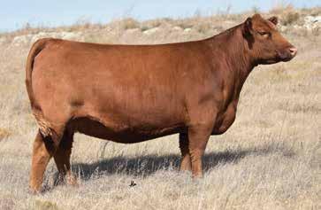 country. 458B is the Evolution daughter of W085 that was shown by Autum Hellerud with great success, winning her division at the National Western Stock Show.